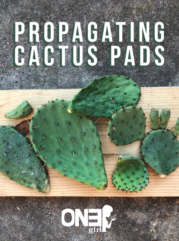 Propagating any type of cactus can be easy with the right steps. Follow this easy DIY to grow all of your new cacti! 