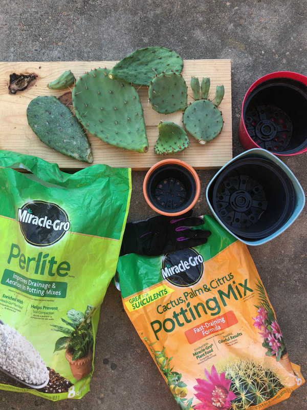 Propagating any type of cactus can be easy with the right steps. Follow this easy DIY to grow all of your new cacti! 