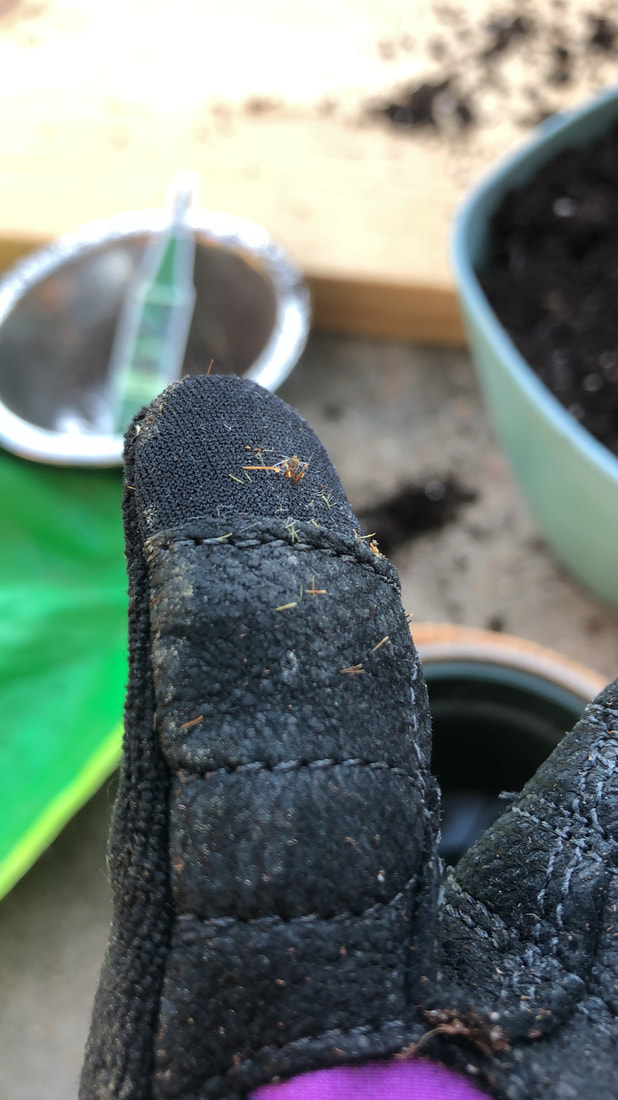 The hazards of propagating Prickly Pear Cacti