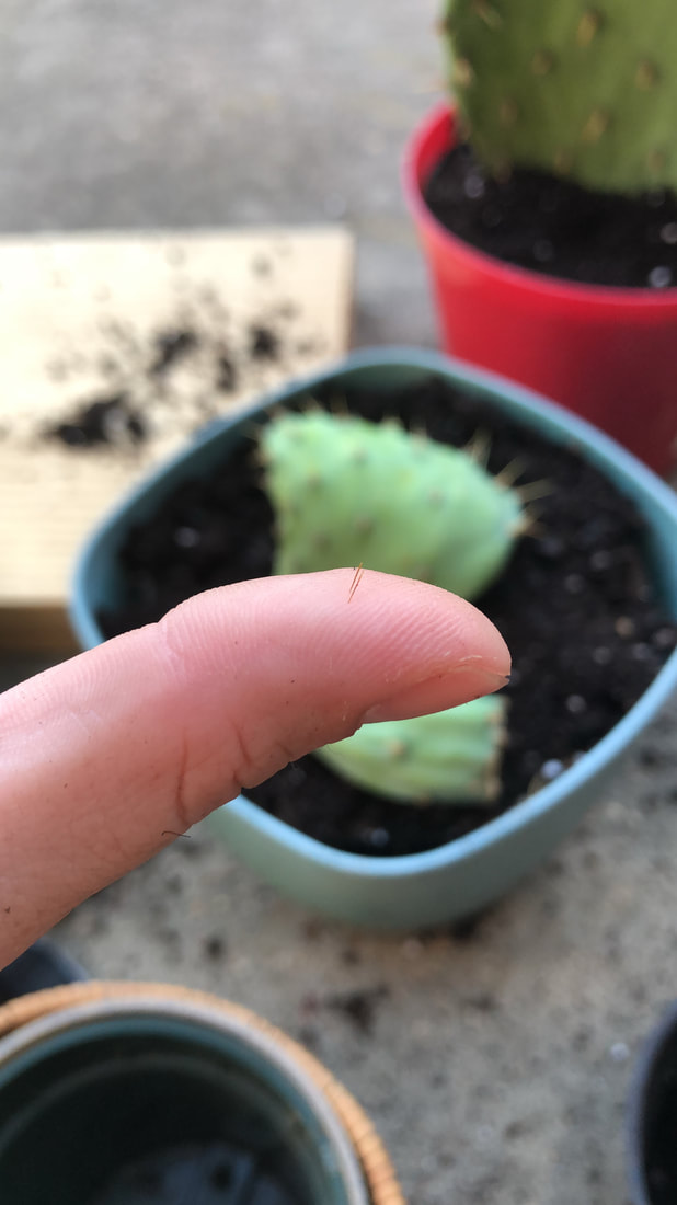 The hazards of propagating Prickly Pear Cacti